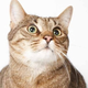 Illustration for article titled Adorable Adoptable Animals in Accessories Will Make Your Eyes Leak